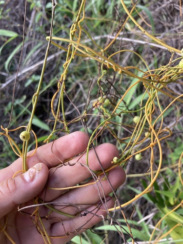Cassytha filiformis observed 2025-05-23