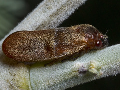 Eoscarta deprivata