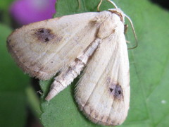 Rivula sericealis
