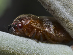 Eoscarta deprivata