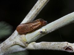 Eoscarta deprivata