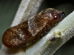 Eoscarta deprivata