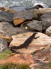 Varanus salvator salvator