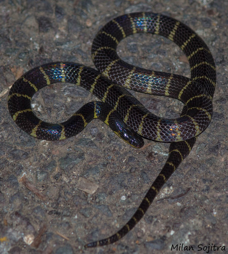 Photo of a South Andaman Krait (Bungarus andamanensis)