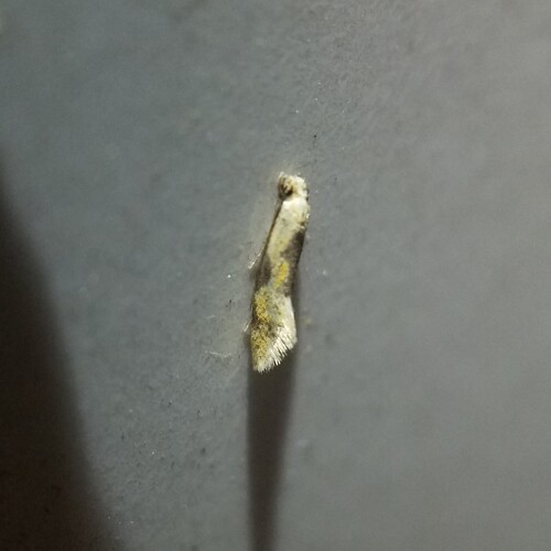 Yellow Wave Moth photo 4