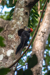 Dryocopus hodgei