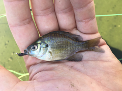 Lepomis macrochirus