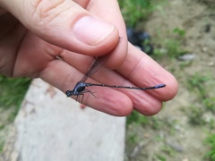 Argia frequentula