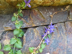 Campanula elatines