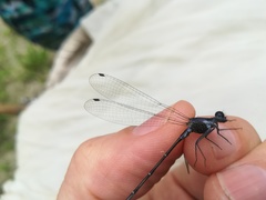 Argia frequentula