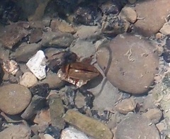 Hydaticus rhantoides