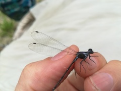 Argia frequentula