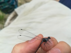 Argia frequentula