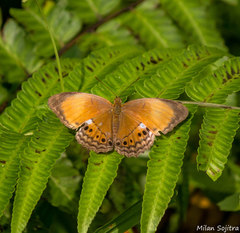 Cirrochroa nicobarica