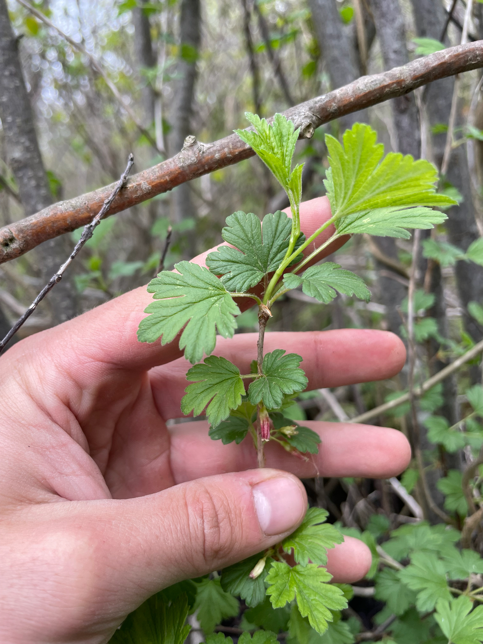 Imagem de Groselha-verde