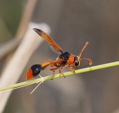 Delta latreillei