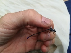 Argia frequentula