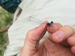 Argia frequentula