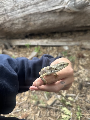 iNaturalist observation photo of Southern Alligator Lizard