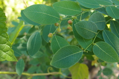 Phyllanthus reticulatus reticulatus