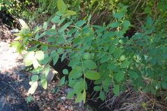 Phyllanthus reticulatus reticulatus