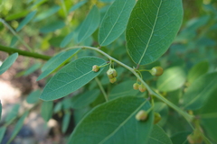 Phyllanthus reticulatus reticulatus