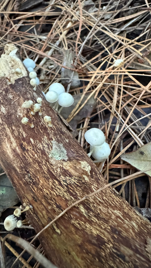 Roridomyces austrororidus · May 2025 · photo: © frankashwood (iNaturalist, cc-by)