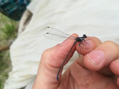 Argia frequentula