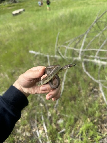 iNaturalist observation photo of North American Racer