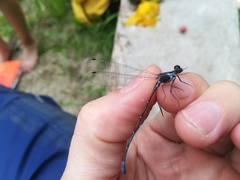 Argia frequentula