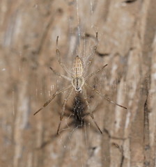 Argiope ocyaloides
