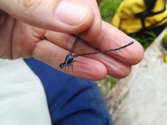 Argia frequentula