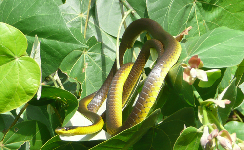 Common Tree Snake sighting