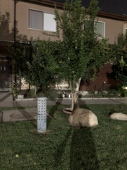 Didelphis virginiana