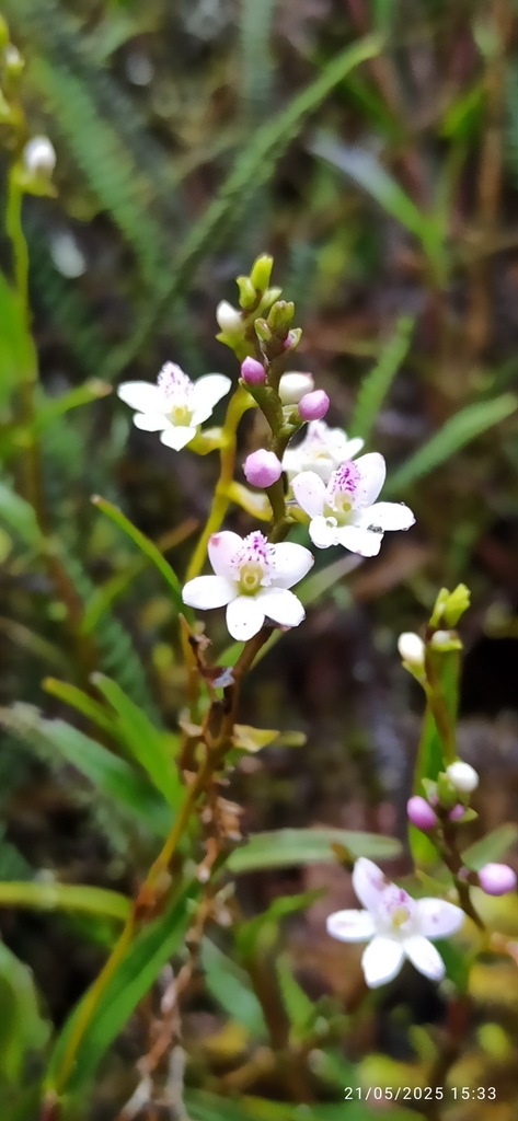 Epidendrum fimbriatum