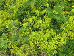 Patrinia rupestris