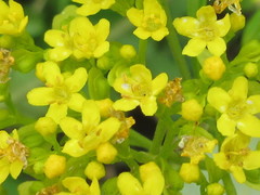 Patrinia rupestris