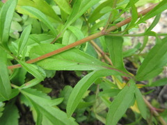 Patrinia rupestris