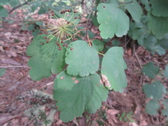 Spiraea blumei