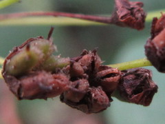 Spiraea blumei
