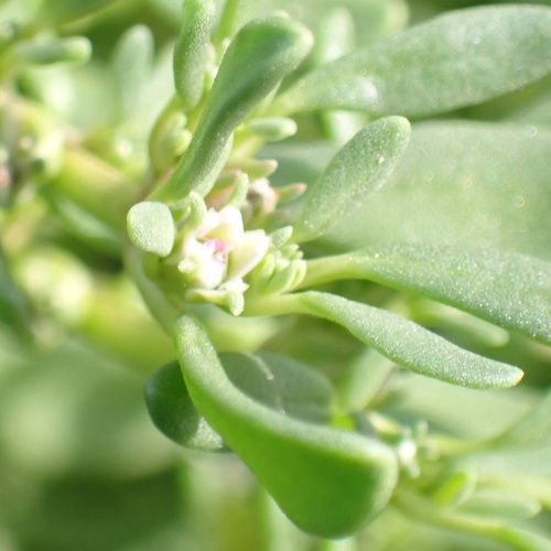 Slender seapurslane (Sesuvium maritimum)