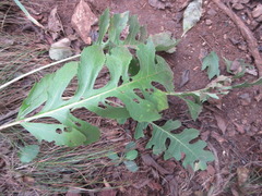 Saussurea maximowiczii