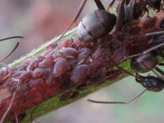 Toxoptera odinae