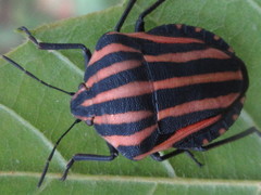 Graphosoma rubrolineatum