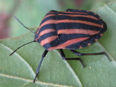 Graphosoma rubrolineatum