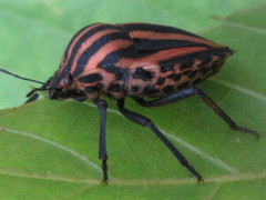 Graphosoma rubrolineatum