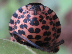 Graphosoma rubrolineatum