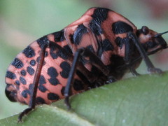 Graphosoma rubrolineatum