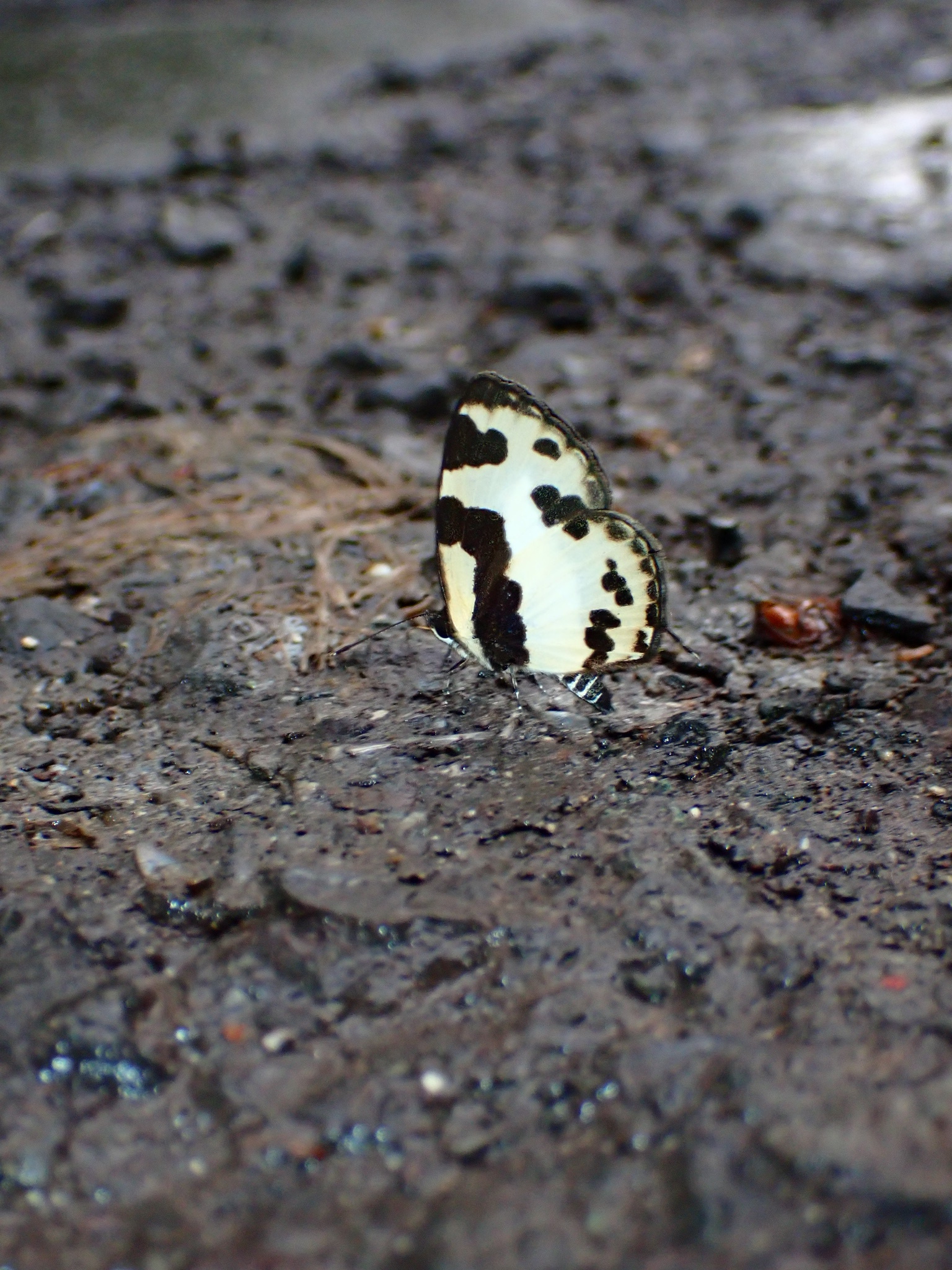 Elbowed Pierrot