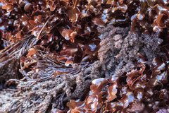 Callithamnion pikeanum